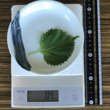 シソ1枚 0.4g