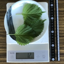 シソ3枚 1.2g