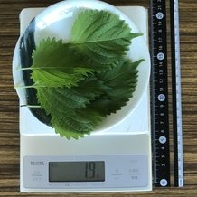 シソ5枚 1.9g