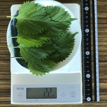 シソ6枚 2.2g