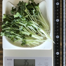 かいわれ大根 35g