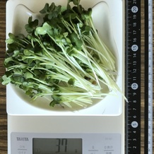 かいわれ大根 37g