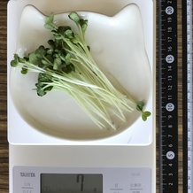 かいわれ大根 7g