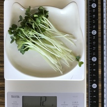 かいわれ大根 12g