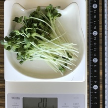 かいわれ大根 20g