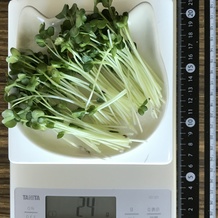 かいわれ大根 24g