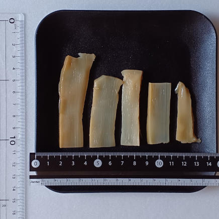 メンマ大きさ比較(右から2g・3g・4g・5g・6g)