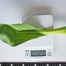 チンゲンサイ生(大)の葉1枚