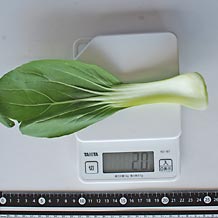 チンゲンサイ生(中)の葉1枚