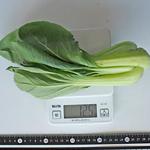 チンゲンサイ1株(中)