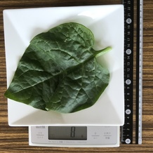 ツルムラサキ 8g