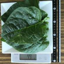 ツルムラサキ 49g