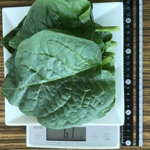 ツルムラサキ 61g