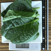 ツルムラサキ 67g