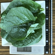 ツルムラサキ 83g