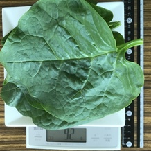 ツルムラサキ 92g