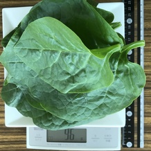 ツルムラサキ 96g