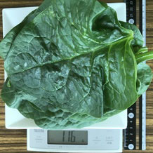 ツルムラサキ 116g