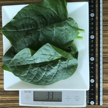 ツルムラサキ 33g