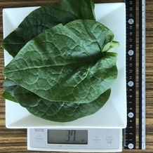 ツルムラサキ 37g