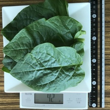 ツルムラサキ 42g