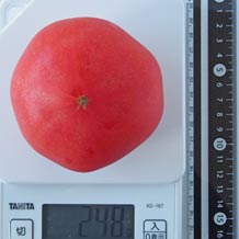 トマト カロリー計算 栄養成分 カロリーslism