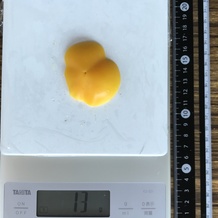 黄ピーマン (下) 13g