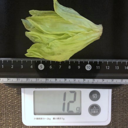 大サイズのふきのとう 12g