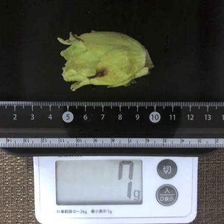 中サイズのふきのとう 7g