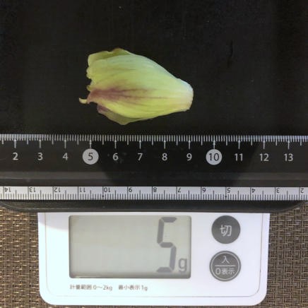 小サイズのふきのとう 5g