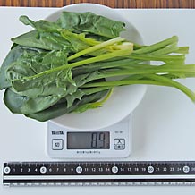 処理済ほうれん草2茎(生)