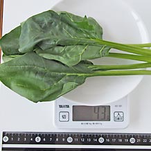 処理済ほうれん草1茎(生)