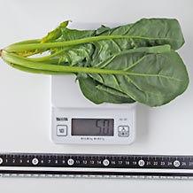 ほうれん草1茎（生）