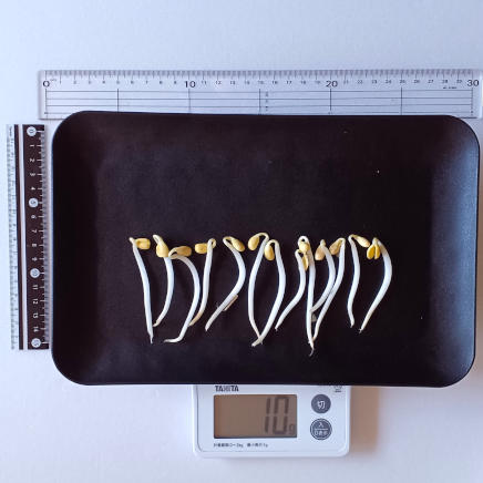 角皿(大)に並べた10gの大豆もやし