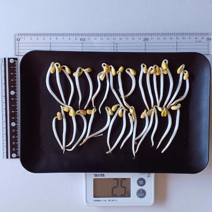 角皿(大)に並べた25gの大豆もやし