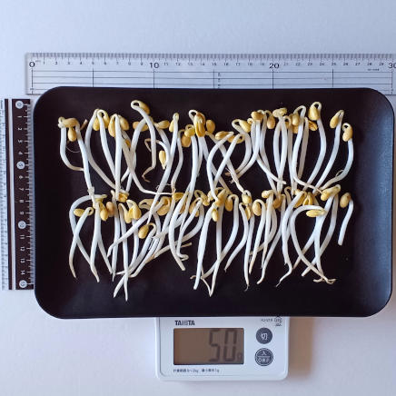 角皿(大)に並べた50gの大豆もやし
