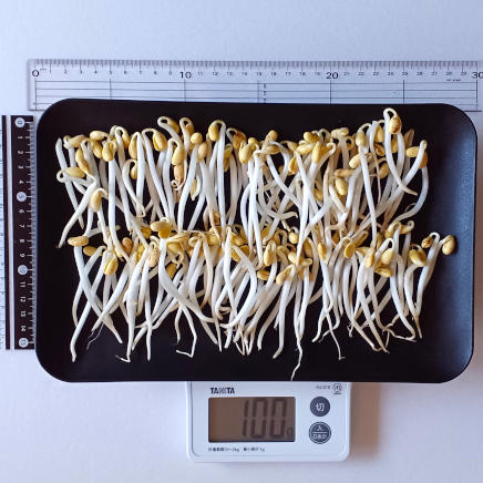 角皿(大)に並べた100gの大豆もやし