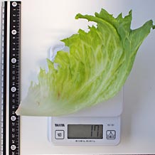 葉大サイズ半分カット