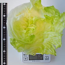 レタスサラダ盛り付け