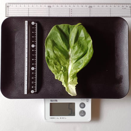 1枚5gのサラダ菜