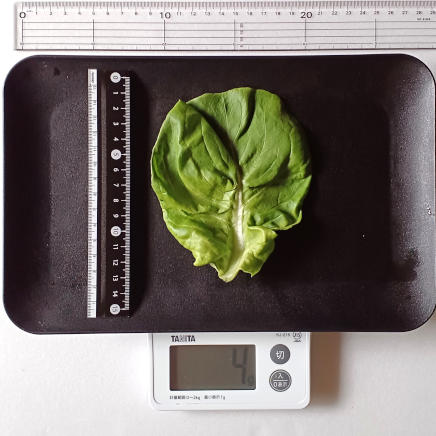 1枚4gのサラダ菜