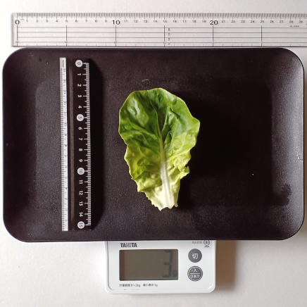1枚3gのサラダ菜