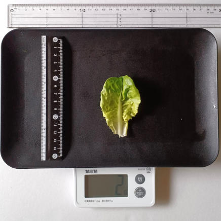 1枚2gのサラダ菜