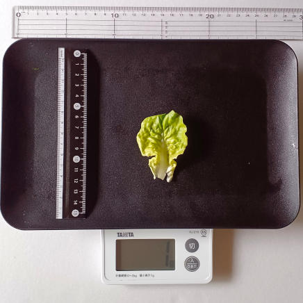 1枚1gのサラダ菜