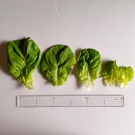 サラダ菜1g・2g・3g・4g・5gの大きさ比較