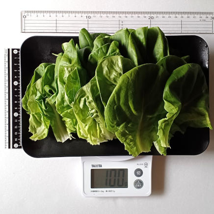 サラダ菜ひと株100g