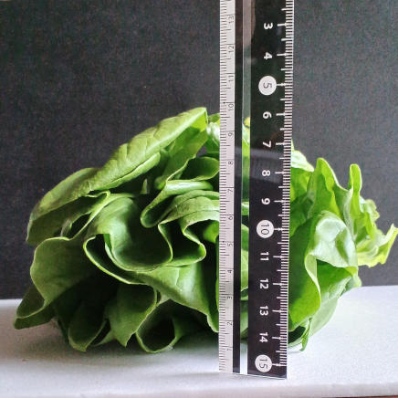 重ねて横から撮った1株100gのサラダ菜(葉側)