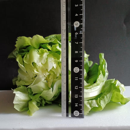 重ねて横から撮った1株100gのサラダ菜(根元側)