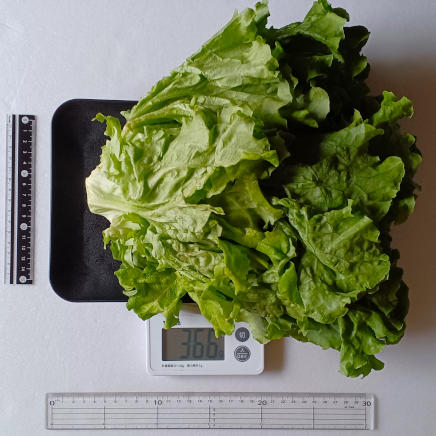 1玉366gのリーフレタス(株元付き)