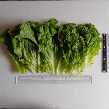 並べた100gのリーフレタス